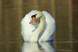 schwan