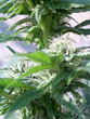 cannabis