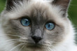 portrait d'un sacré de birmanie aux yeux bleus portrait d'un sacré de birmanie aux yeux bleus