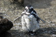 argentinian penguin argentinian penguin