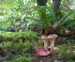 two mushrooms