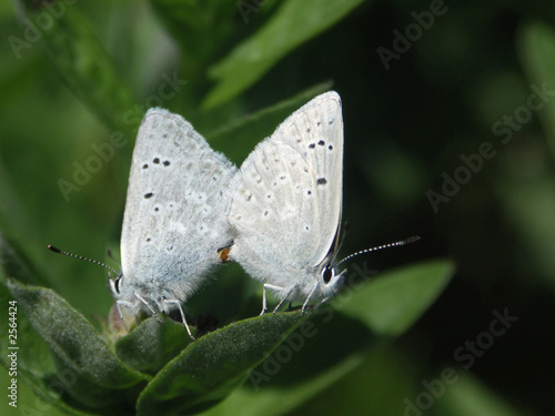 arctic blue butterflies, mating arctic blue butterflies, mating