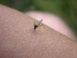 mosquito on my hand. part 1. mosquito on my hand. part 1.