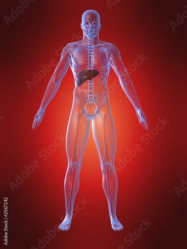 menschliche anatomie mit leber