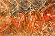 lava