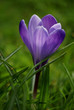 crocus