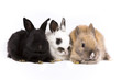 bunny rabbits bunny rabbits