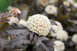 frühling