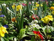 bulbes et fleurs de printemps