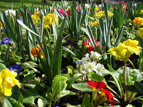 bulbes et fleurs de printemps