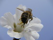 abeille de dos