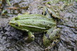 grenouille