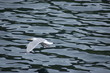 l'oiseau sur la mer d'huile