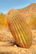 barrel cactus