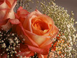 Photo: peach rose close-up peach rose close-up