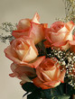 Photo: blooming peach roases blooming peach roases