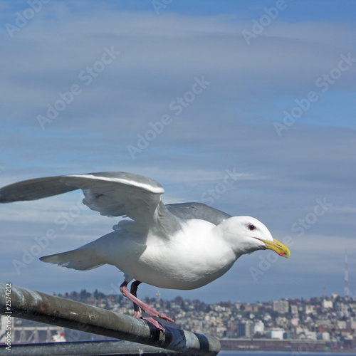 seagull preparing for takeoff