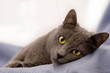 cat 04