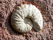 fossilien fossilien
