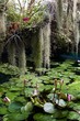 tropical forest with water lily