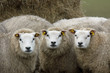 curious looking sheep