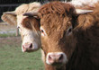 0648 - vaches