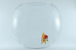 poisson rouge