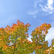 autumn leaves and blue sky
