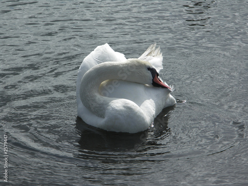 swan