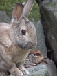 wild rabbit closeup wild rabbit closeup