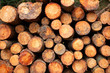 logs stacked