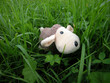 mascot sheep in grass