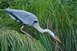 heron