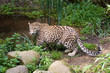 amur leopard