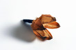dired brown flower