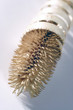 dried flowers composition (2)
