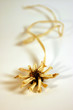 dried flower (2)