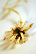 dried flower