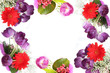 violet tulips background