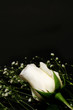 white roses