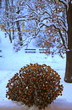 frozen flowers