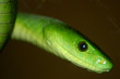 green mamba
