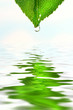 green leaf over water reflection