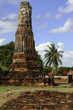 ayutthaya palm