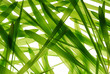 grass