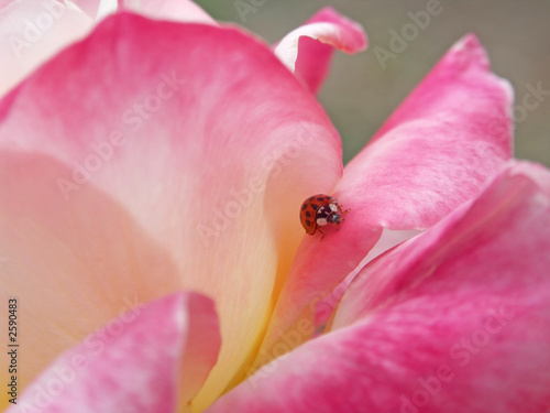 ladybug on a pink rose