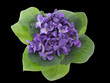  violettes impériales