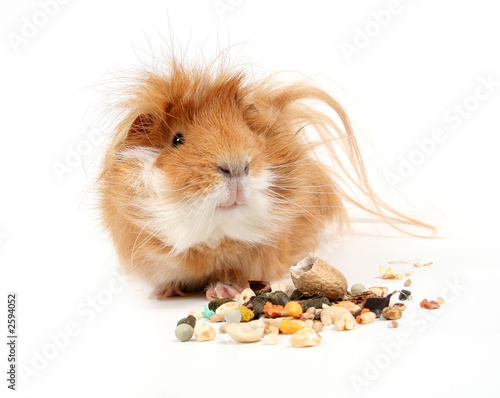 guinea pig