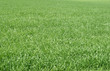 green grass green grass