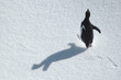 running penguin